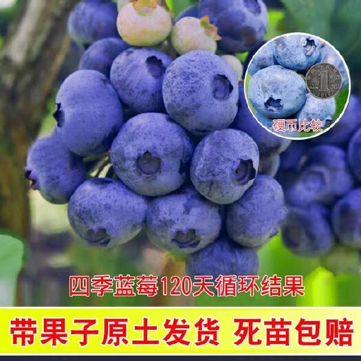 平邑县兔眼蓝莓苗  蓝莓苗树苗 带果发货 蓝梅树果苗当年结果水果树苗