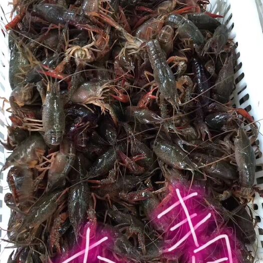 兴化市江苏小龙虾规格全质量硬鲜活直发