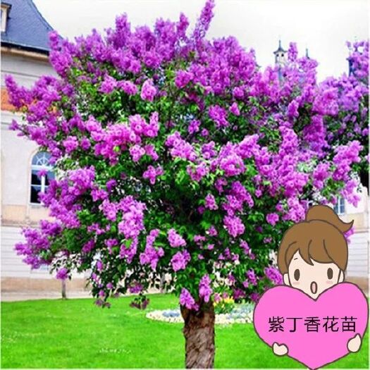 丁香种苗 丁香花树苗紫丁香花苗盆栽地栽南方北方耐寒浓香开花绿