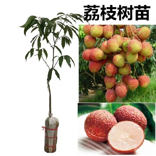 灵山县妃子笑荔枝苗