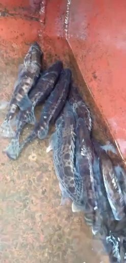 保靖县鳜鱼苗 湖南湘西桂鱼撅鱼，2两到1.5斤每条