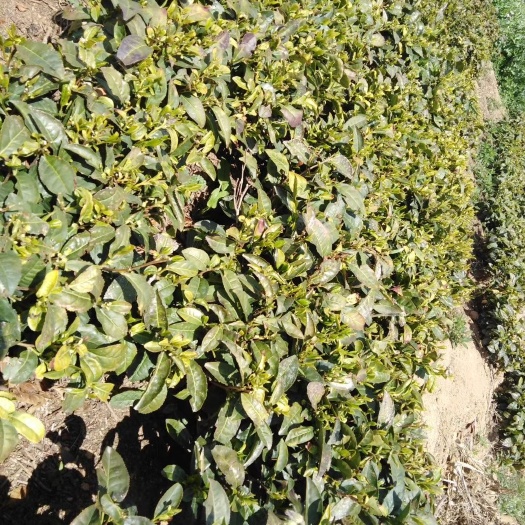日照炒青茶 恒温长期保存