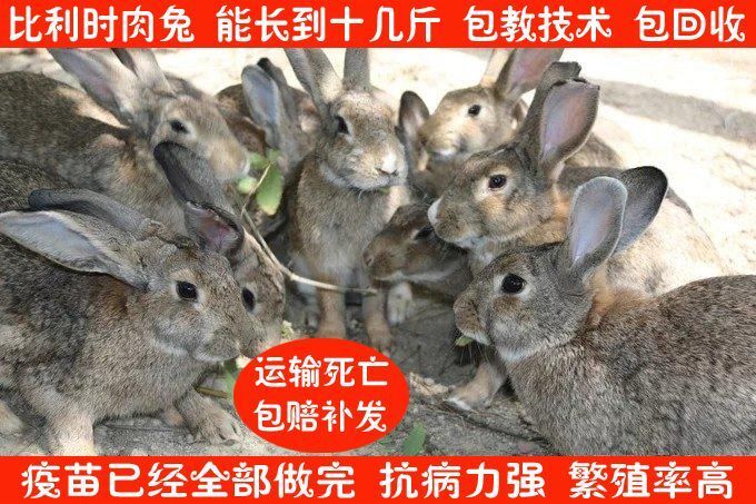 郓城县 出售优质种兔，教技术包回收，想养殖兔子联系我