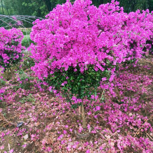 宜宾 本苗圃主要经营：三角梅，茶花红叶李联系