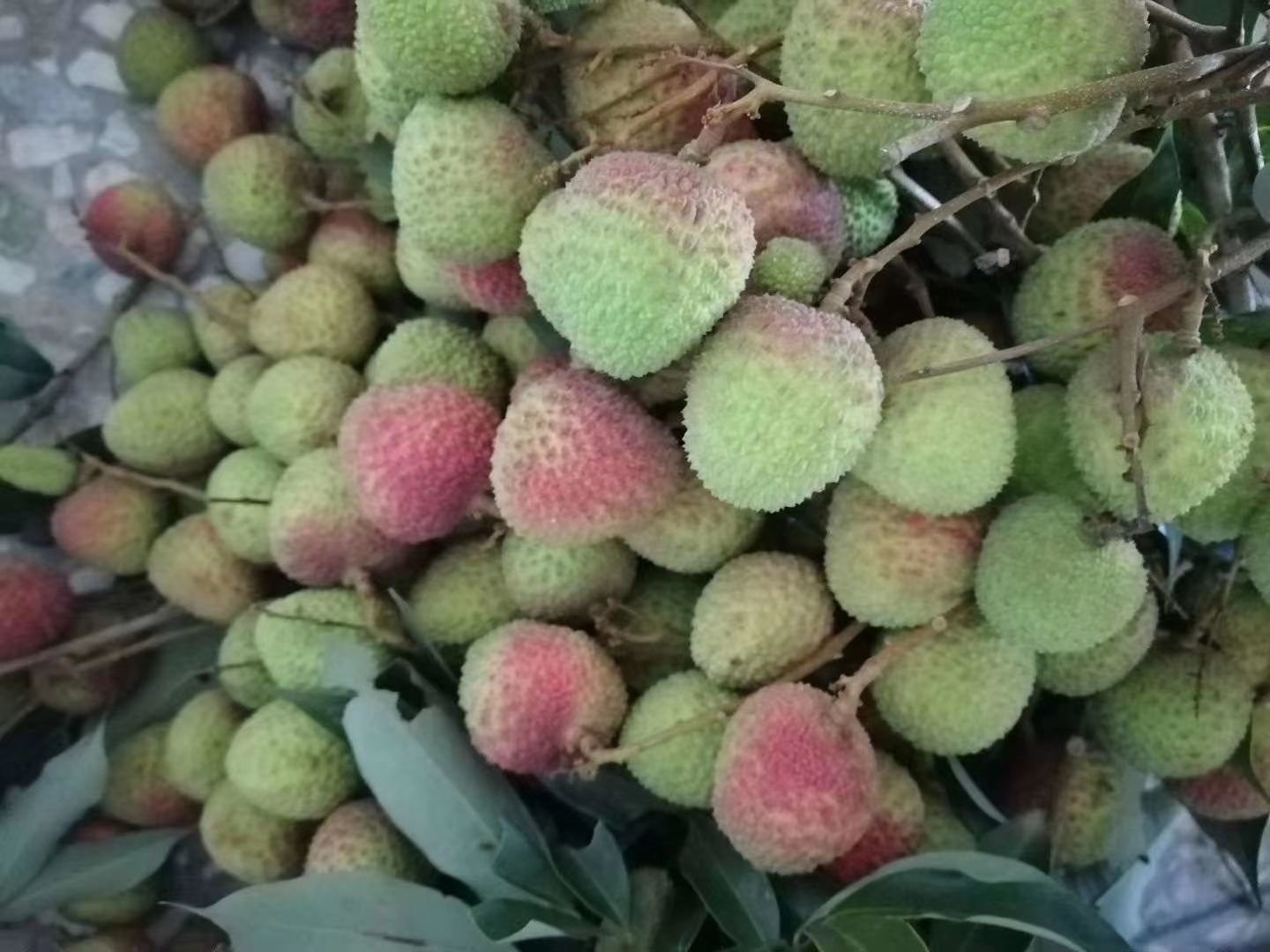 妃子笑荔枝 妃子笑皮薄肉多核细