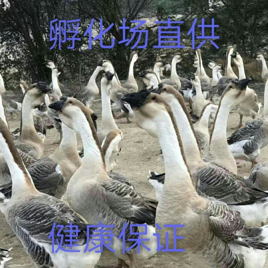 温岭市狮头鹅苗 常年出特大种狮头鹅