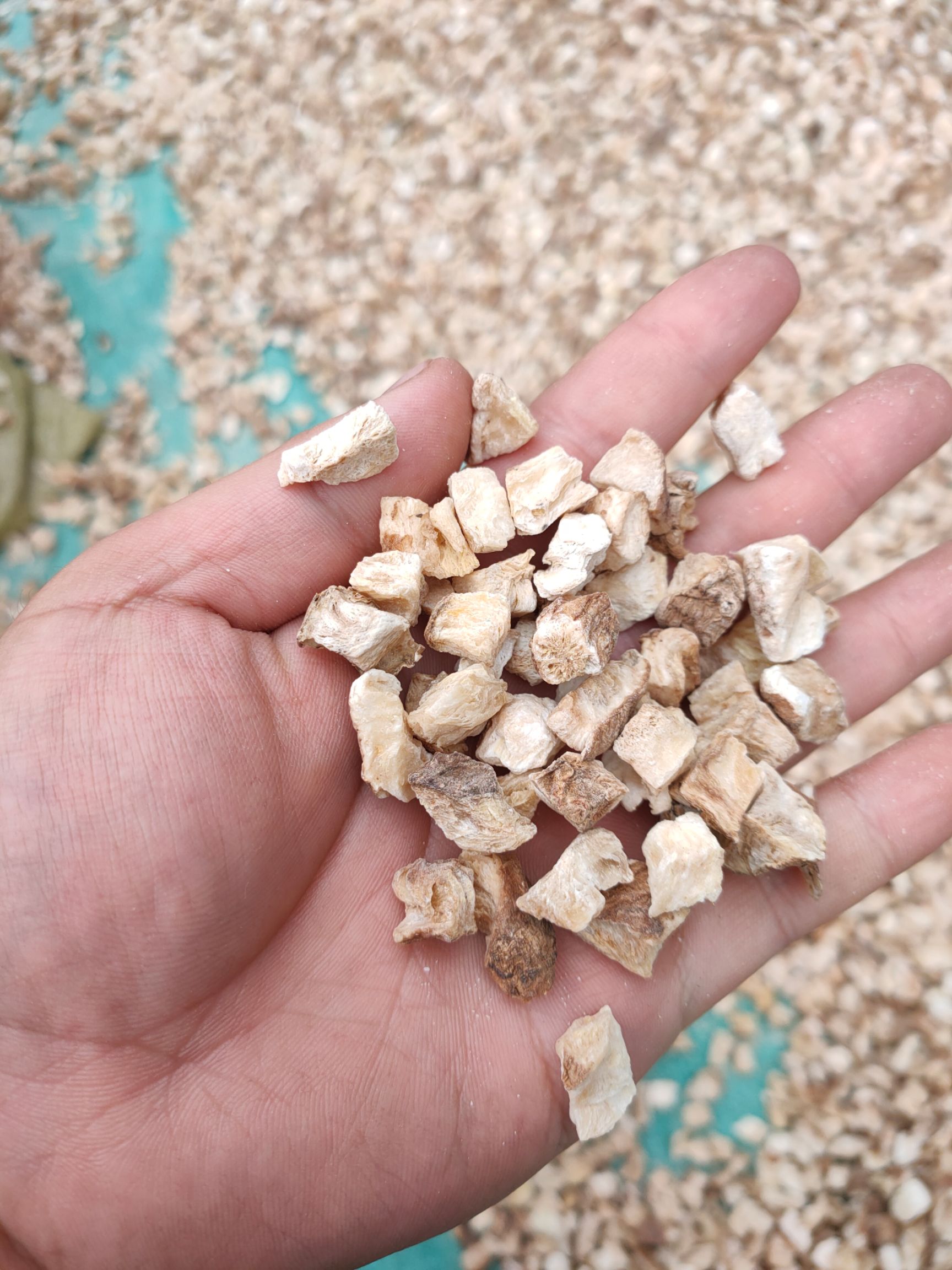菊苣根 菊苣丁