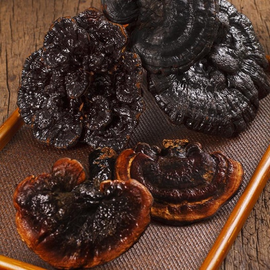 田林县 天然生长黑灵芝，赤灵芝大朵天然灵芝