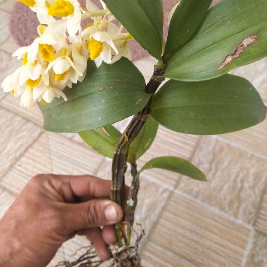 昌宁县球花石斛苗