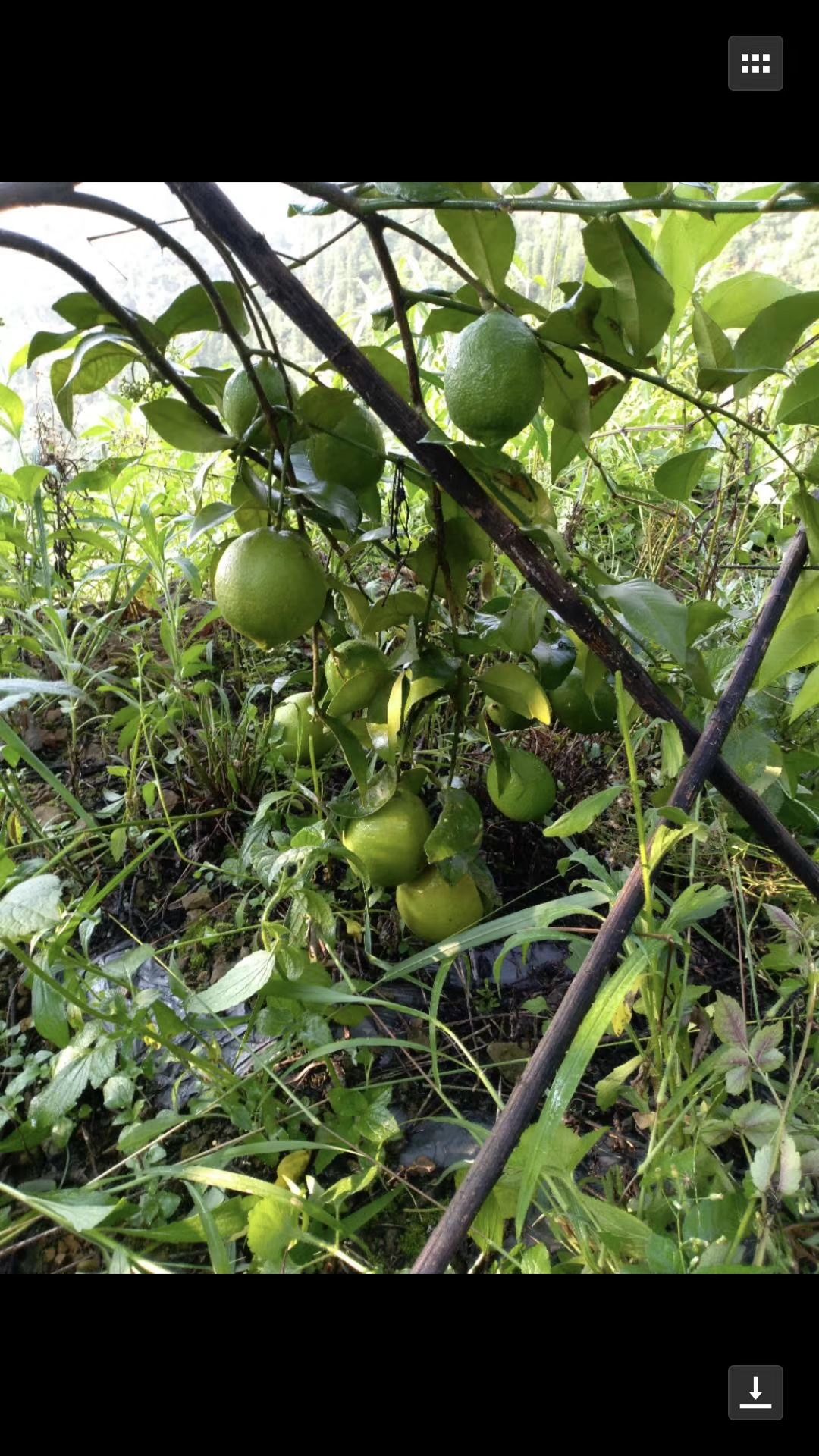 黄柠檬 云南林杵农业科技开发有限公司