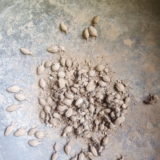 金沙牛（蚁狮）你健康的选择……