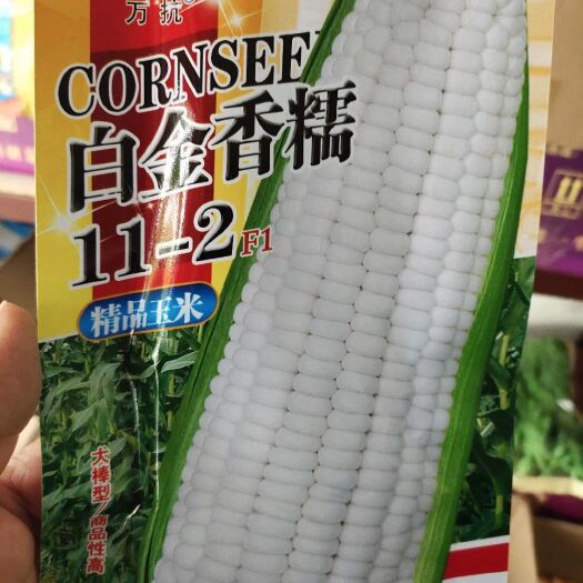 扶沟县香糯玉米种子  单穗重450克，籽粒白色