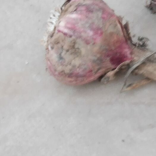滑县 新鲜红皮大蒜，个头大！