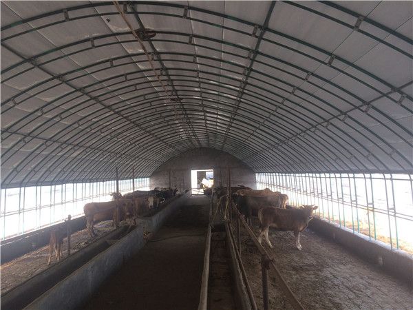 养殖大棚骨架 建猪，鸡，鹅，鸭 羊，牛温室大棚