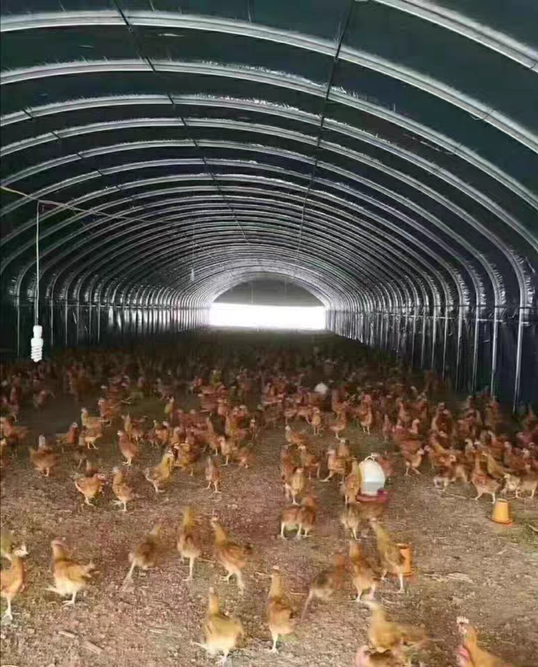 养殖大棚骨架钢管全套鸡舍保温隔热养鸡舍猪圈大棚养鸡场鸡棚搭建