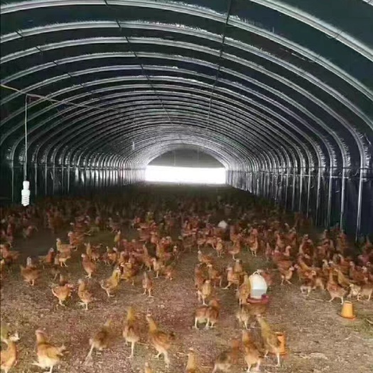 天津 养殖大棚骨架钢管全套鸡舍保温隔热养鸡舍猪圈大棚养鸡场鸡棚搭建
