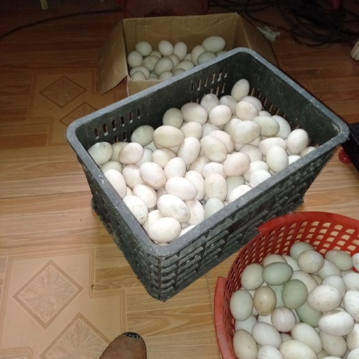 建湖县 散养草鸭蛋和老鸭出售