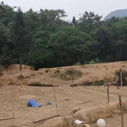 石台县 农家鸡蛋散养鸡大蛋黄