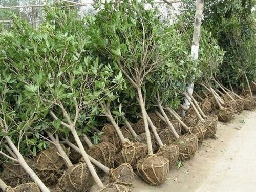宁波 宁波周边桂花树苗四季桂金桂出售