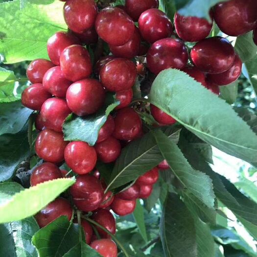 曲沃县 自己家果园的大樱桃🍒 品质保证口感好，个大肉多汁多囫