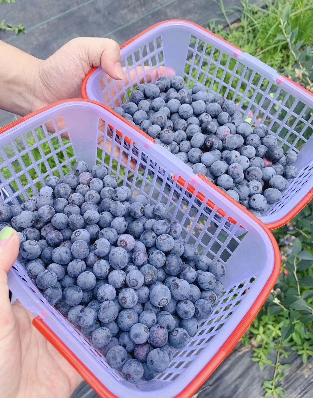  和顺蓝莓 新鲜有机好滋味