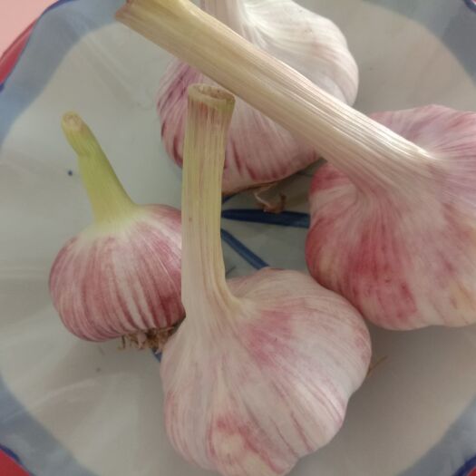 通许县 新鲜大蒜无公害蔬菜紫皮大蒜
