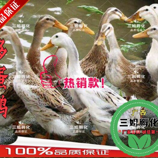 南宁蛋鸭苗 多蛋鸭苗 绿壳蛋鸭苗 .品质保证