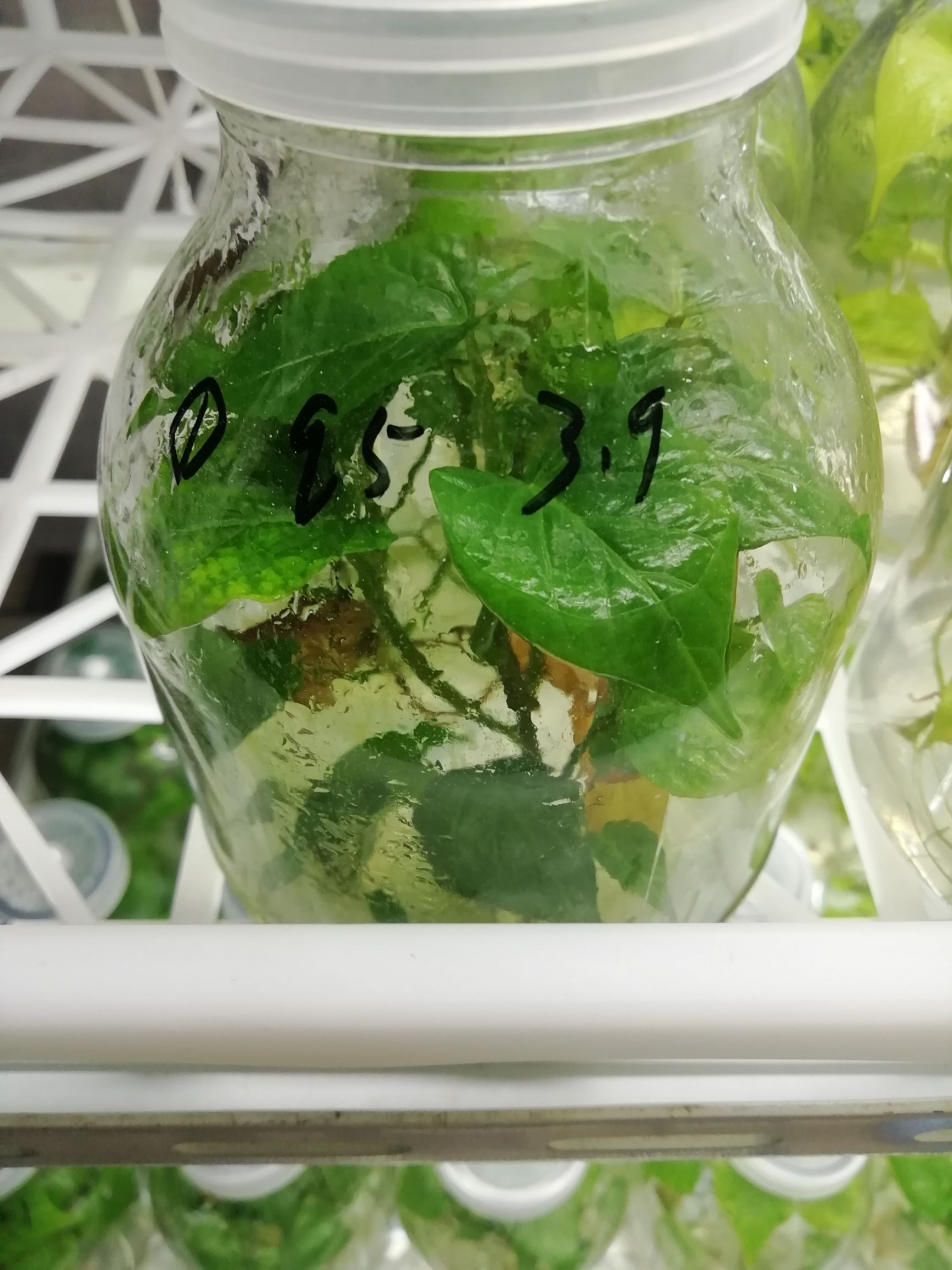 日本红东红薯苗  脱毒组培瓶苗