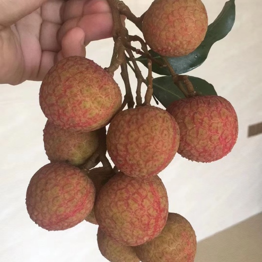 高州市 高州荔枝