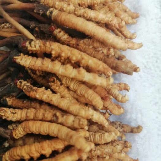 大通县 青海玉树果洛虫草