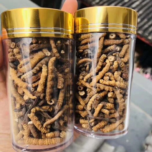 香格里拉香格里拉东旺虫草 新鲜的东虫夏草