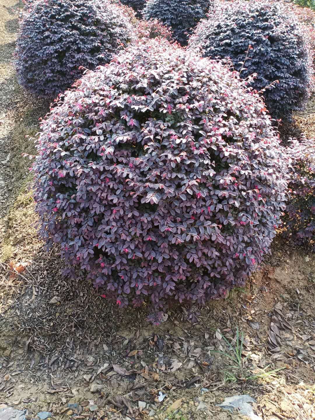 黑珍珠红继木 红继木球