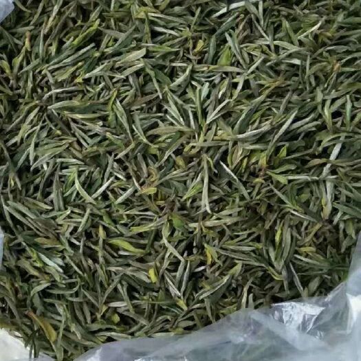 舒城县舒城小兰花 1-2年