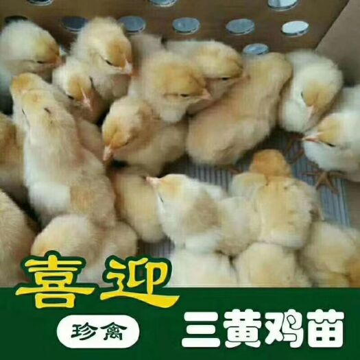 佛山三黄鸡苗 三黄鸡母！品种纯正！全国发货！