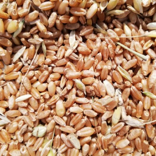 镇平县2023年新小麦现货出售