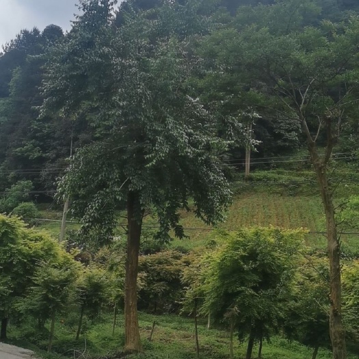 利川市 三十公分老紫薇