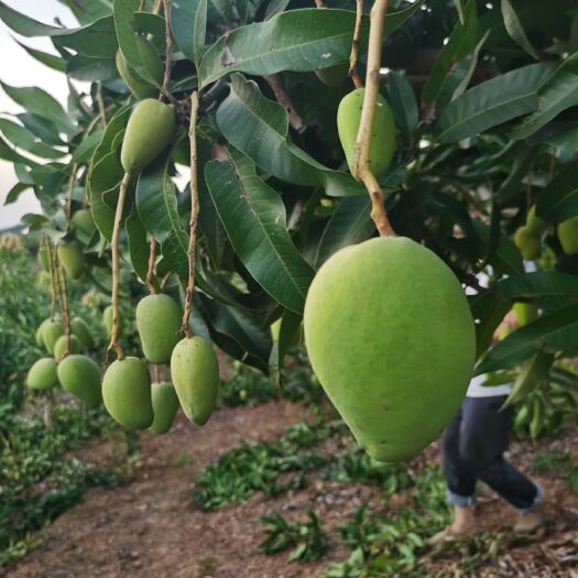 百色 芒果一件代发