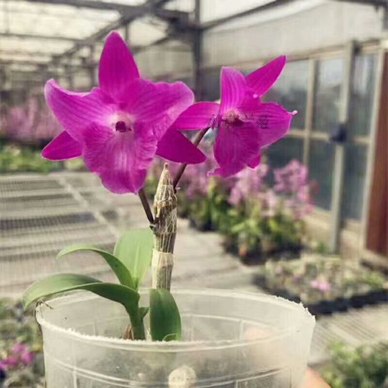  三瓣红花石斛