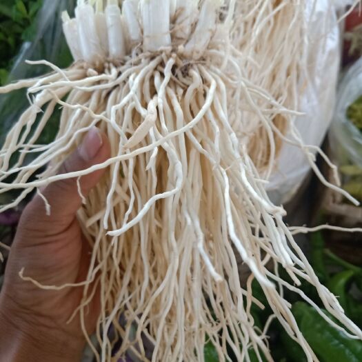 云南普洱韭菜根撇菜根
