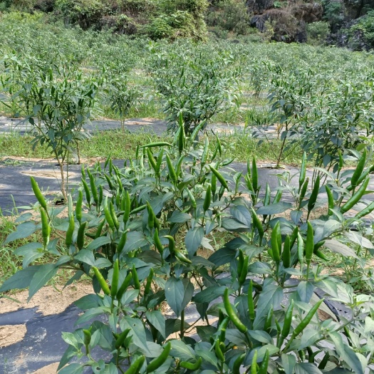 龙州县 优质指天椒