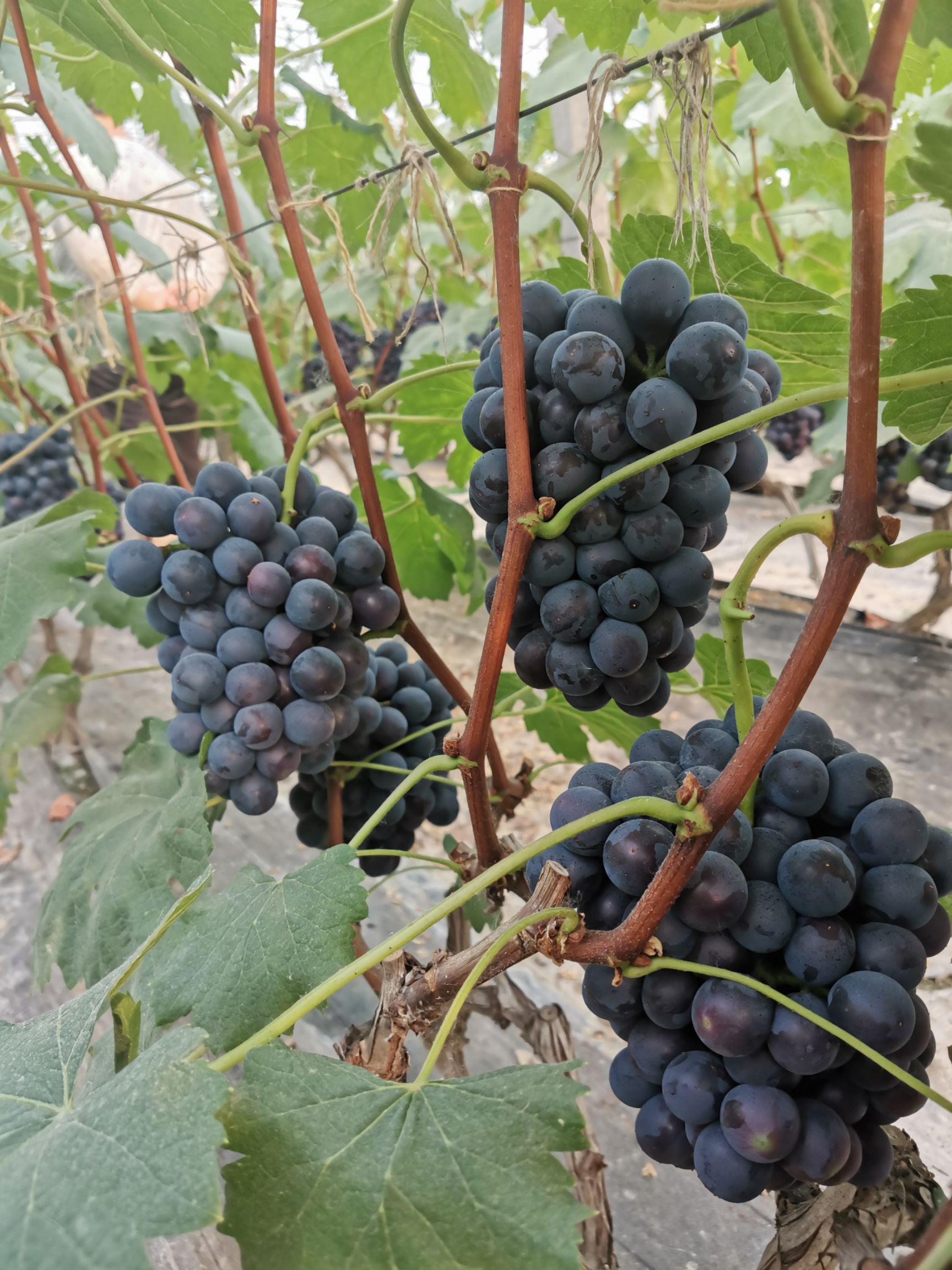  夏黑葡萄  大量成熟上市，口感甜，色泽鲜艳 大棚葡萄种植。