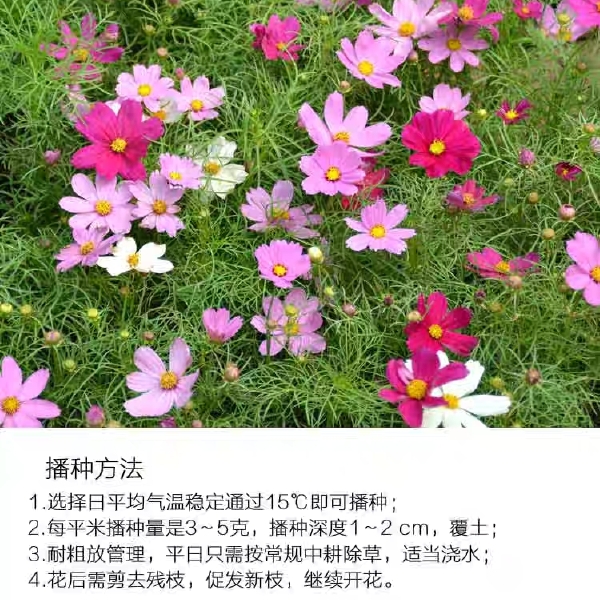 百日草种子 百日草别名百日菊、火球花、步步高、长久草、鱼尾菊、对叶