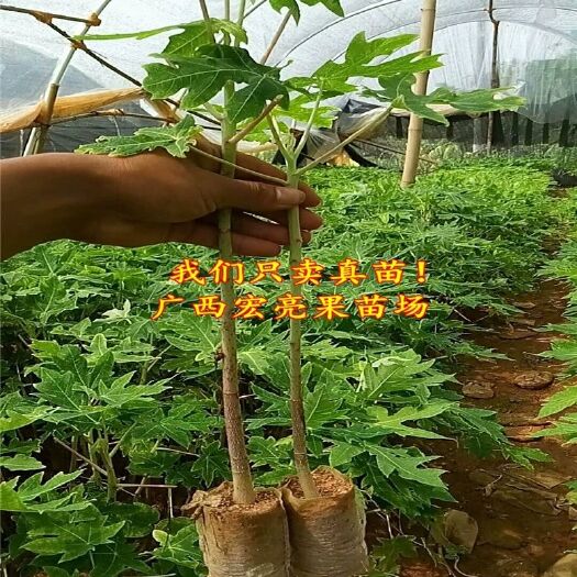 灵山县 黄金木瓜苗