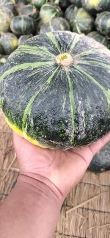 保定板栗南瓜大量上市。