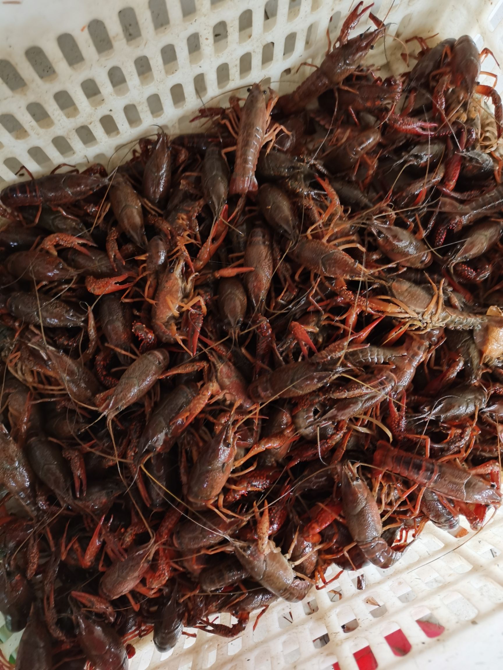 潜江小龙虾 各种规格，需要的联系