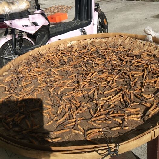工布江达 西藏新鲜虫草
