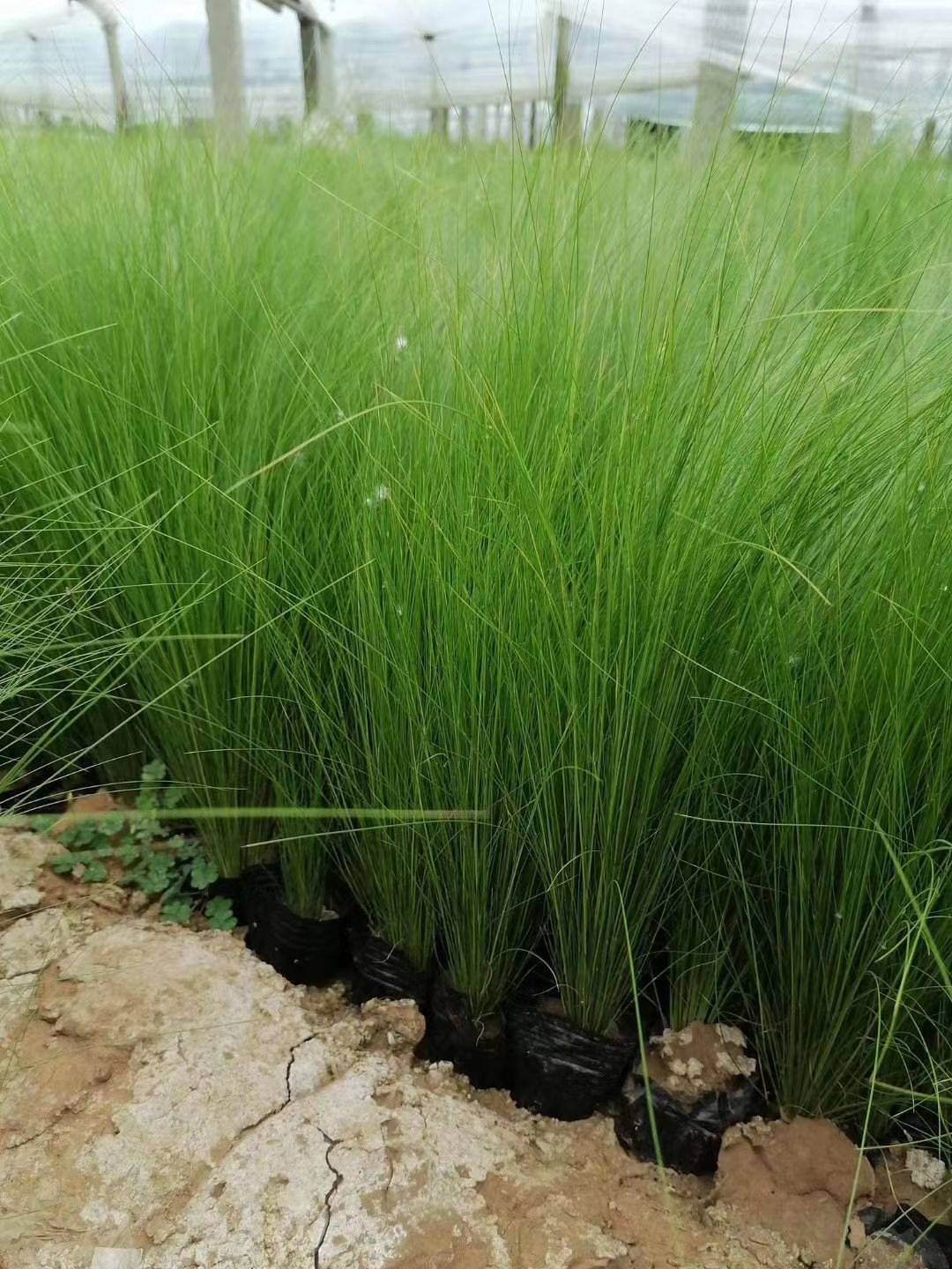 崂峪苔草 常年供应各种观赏草，草花宿根苗木