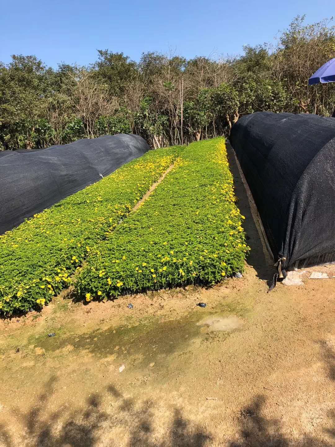  五色梅 马缨丹盆栽 紫花马缨丹 黄花马缨丹量大从优