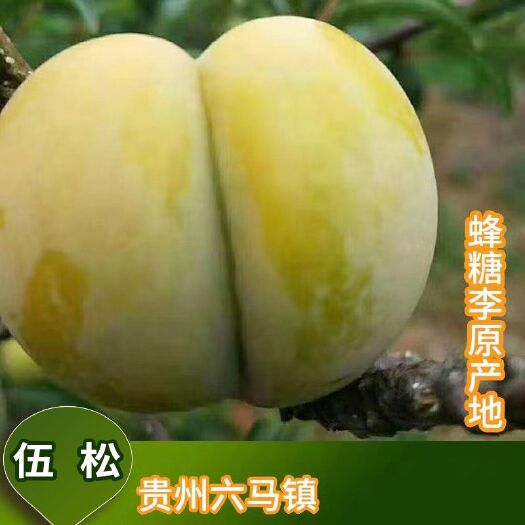 镇宁县六马蜂糖李之乡，被称为李中之王，有原生苗鲜果，架接苗鲜果。