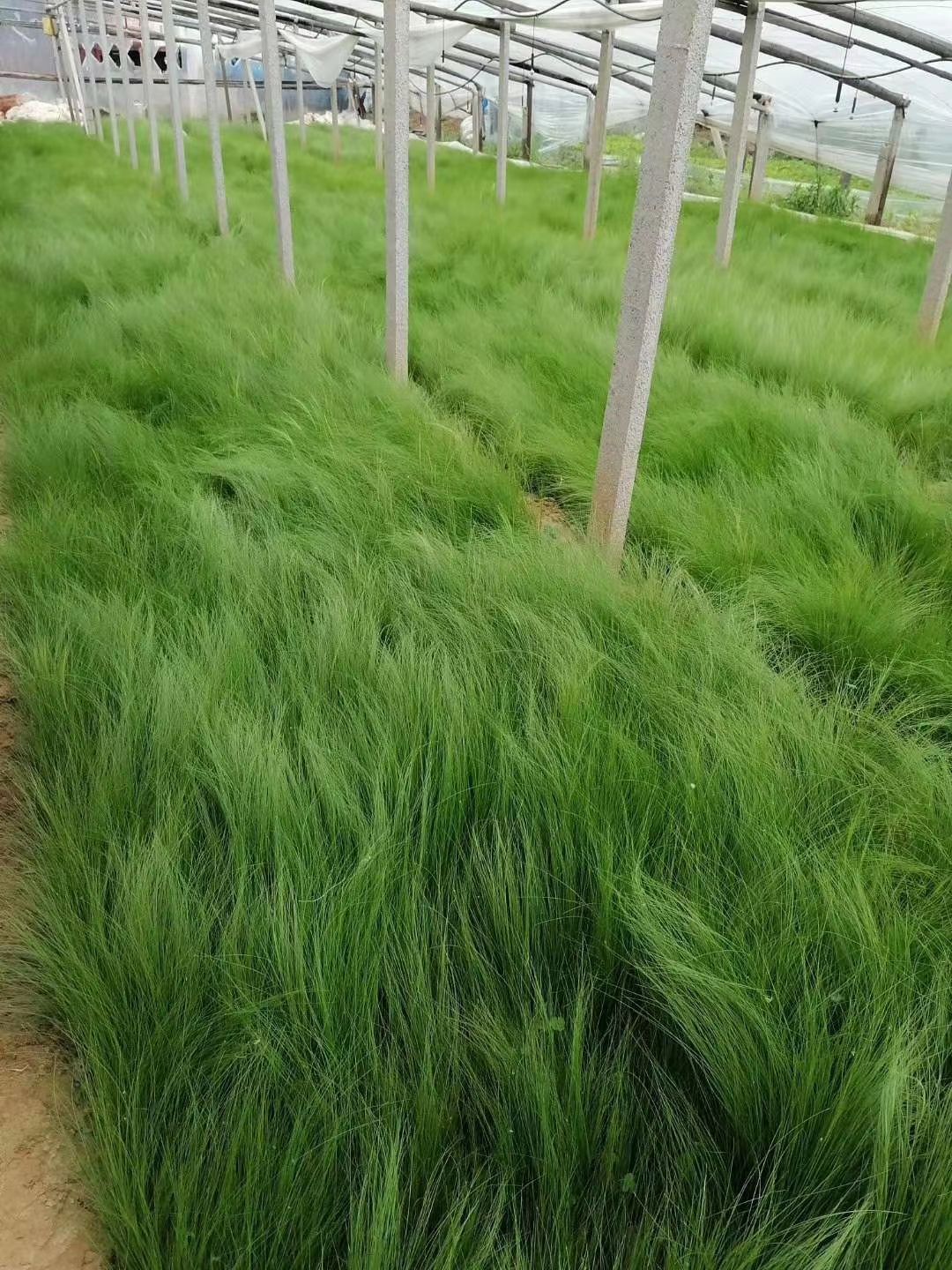 崂峪苔草 常年供应各种观赏草，草花宿根苗木